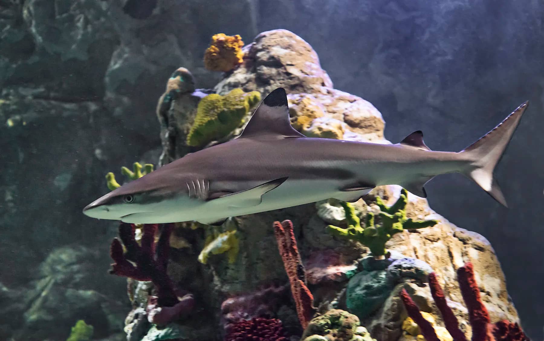 Shark Encounters