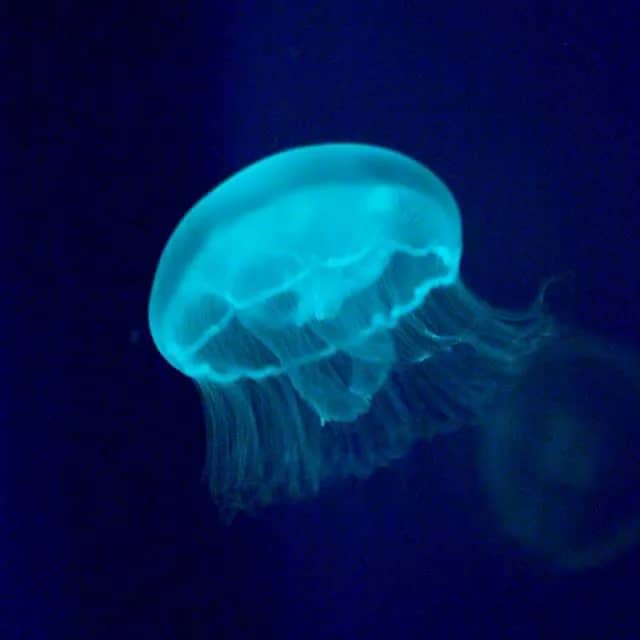 Jellyfish Exhibit