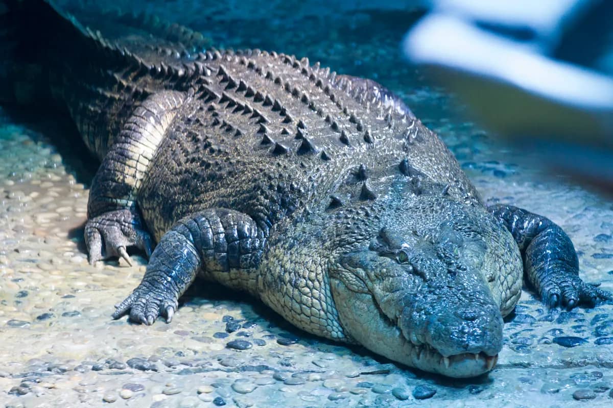 Saltwater Crocodile