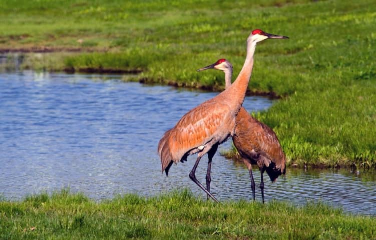 Diverse Birdlife Spectacle
