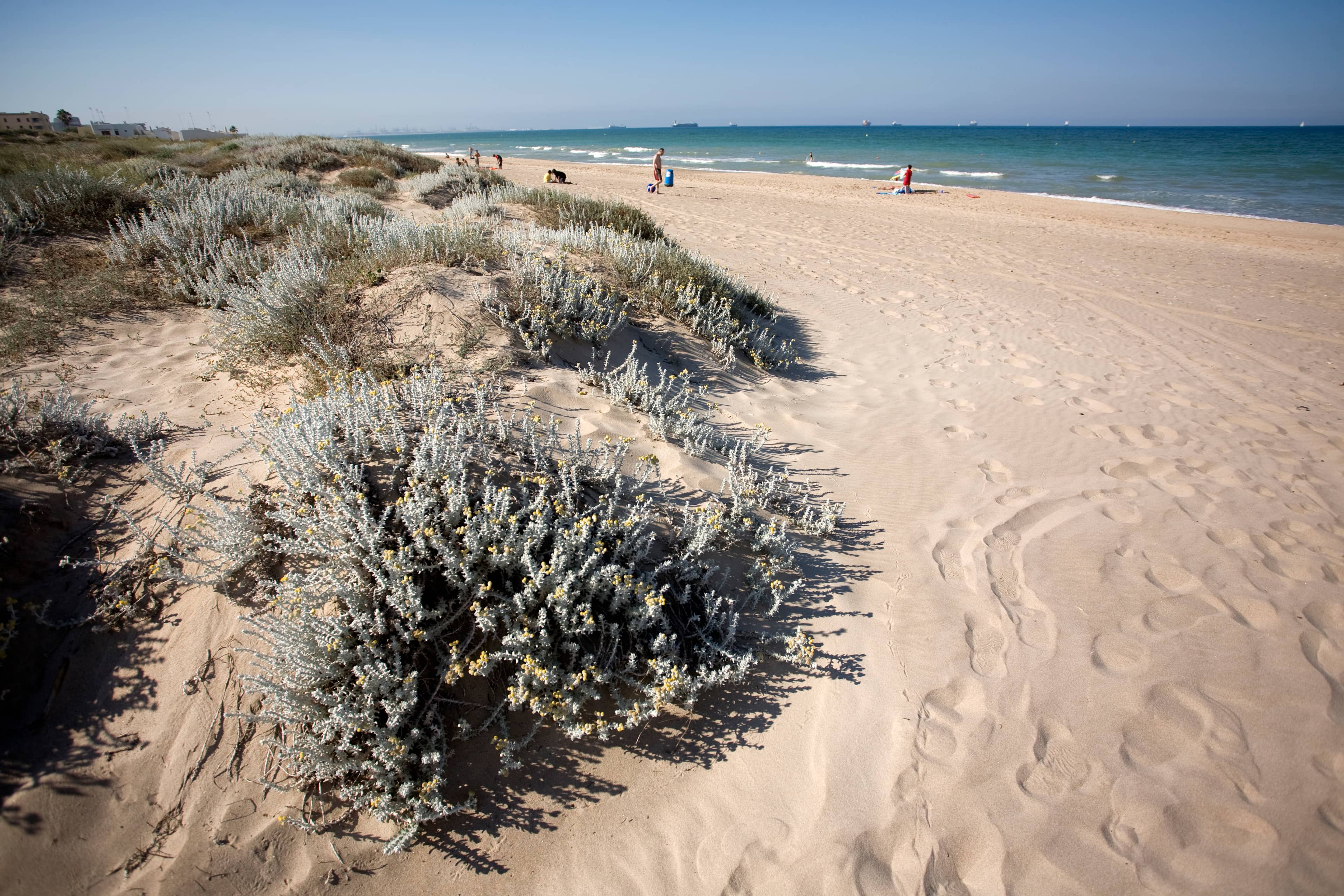 Platja de l'Arbre del Gos