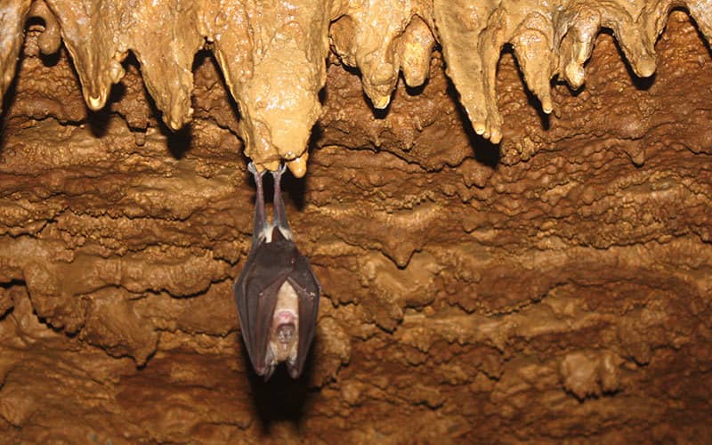 Potential Bat Encounters