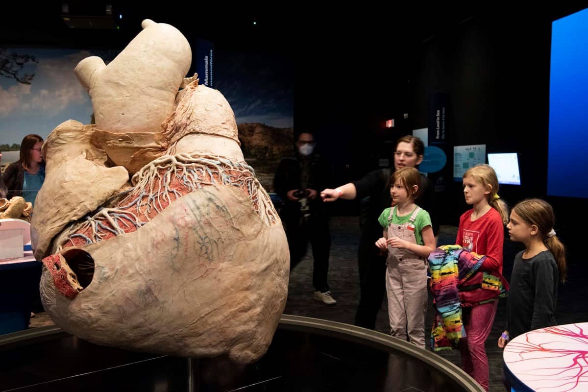 Blue Whale Skeleton