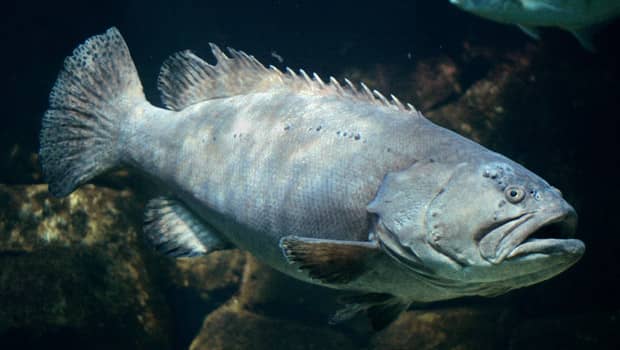 The Majestic Grouper