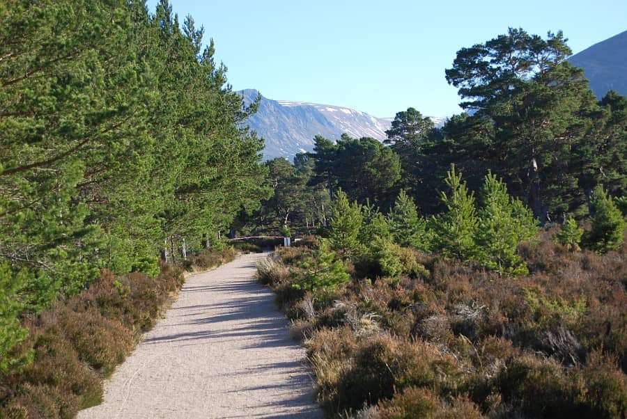 Enchanting Forest Walk