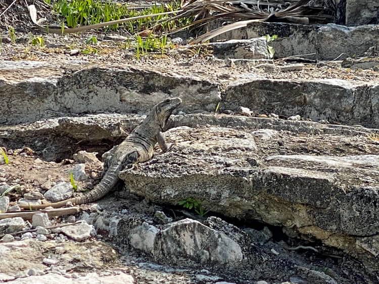 Iguana Encounters