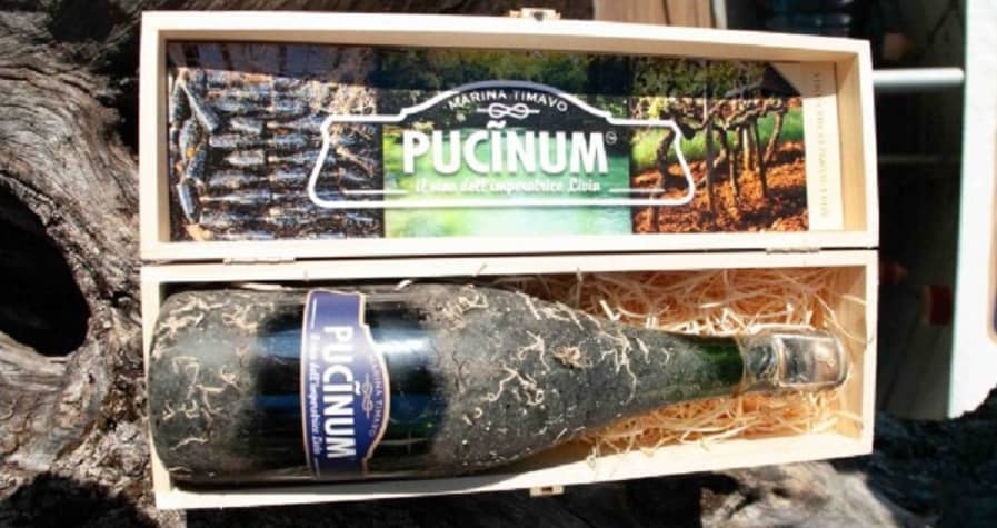 Pucinum Wine History