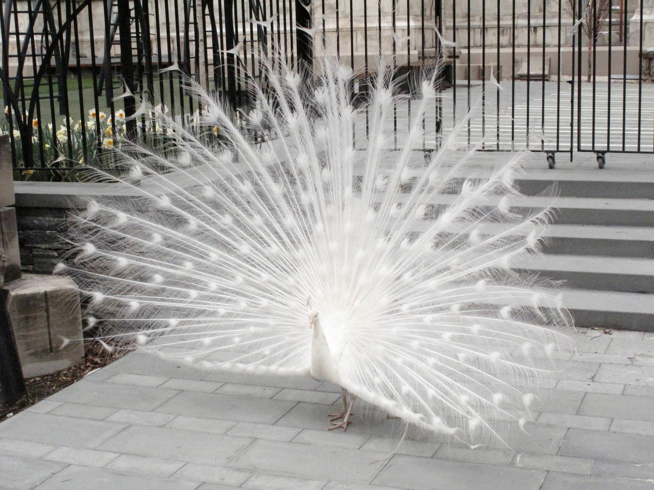 Albino Peacocks