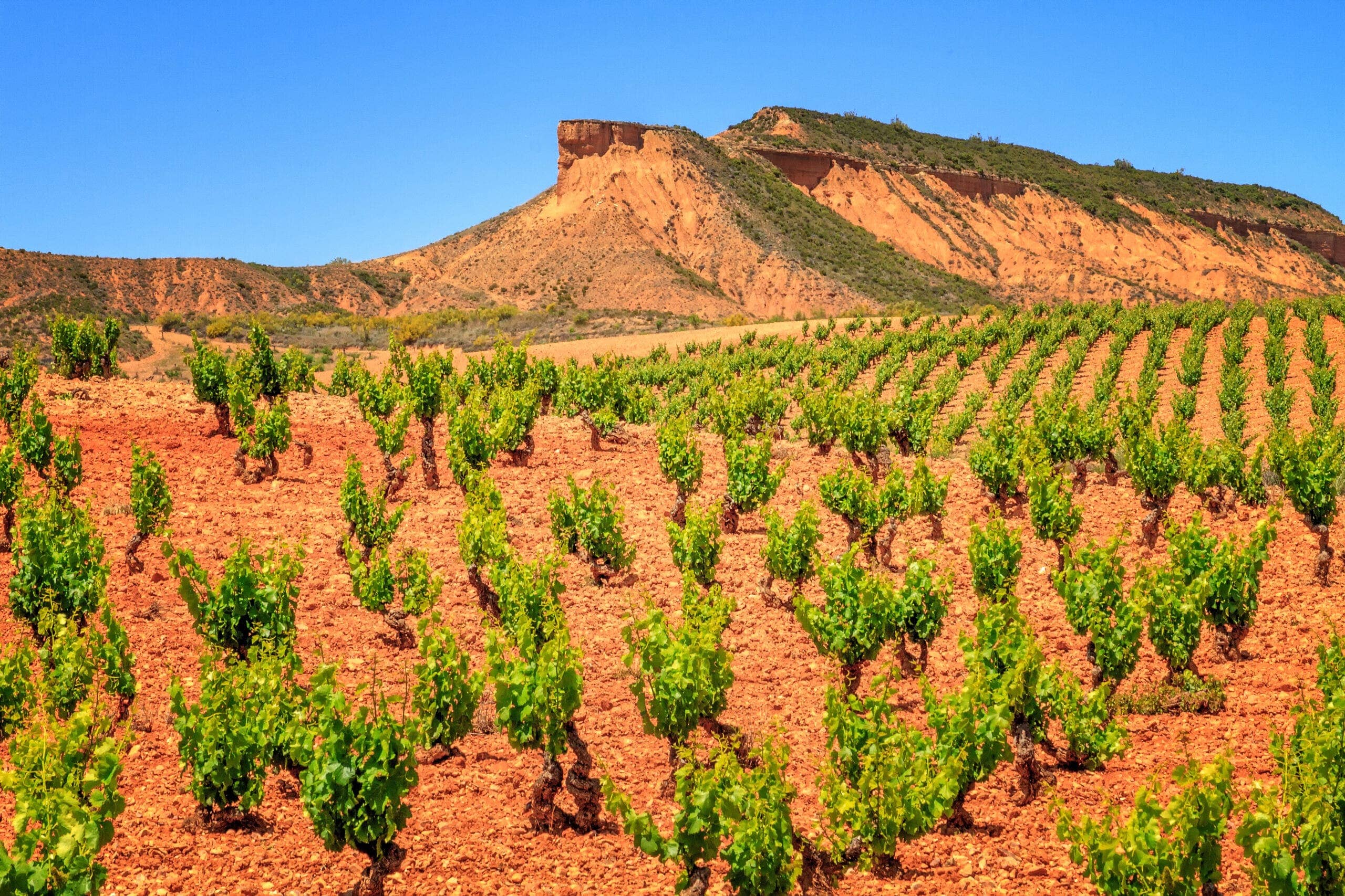 Historic Vineyards
