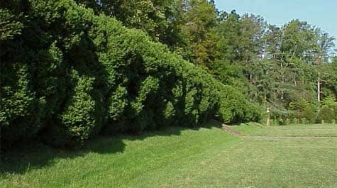 Bordering Trees and Hedges