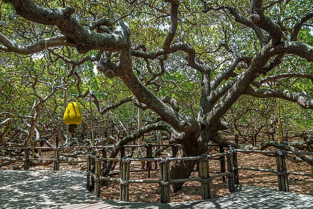 Walk Through the Branches