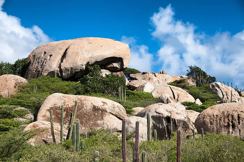 Cacti & Wildlife