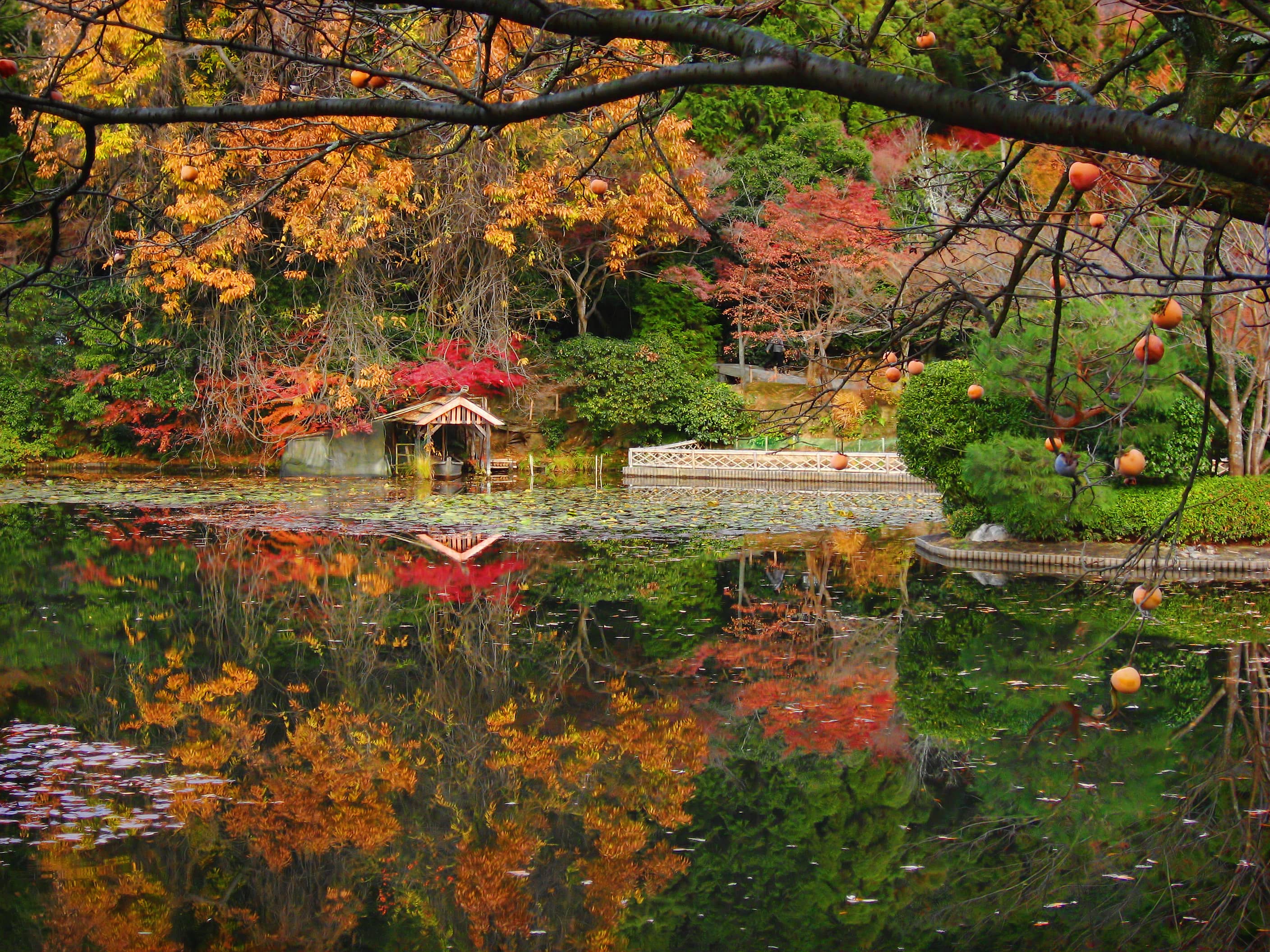 Kyoyochi Pond Garden