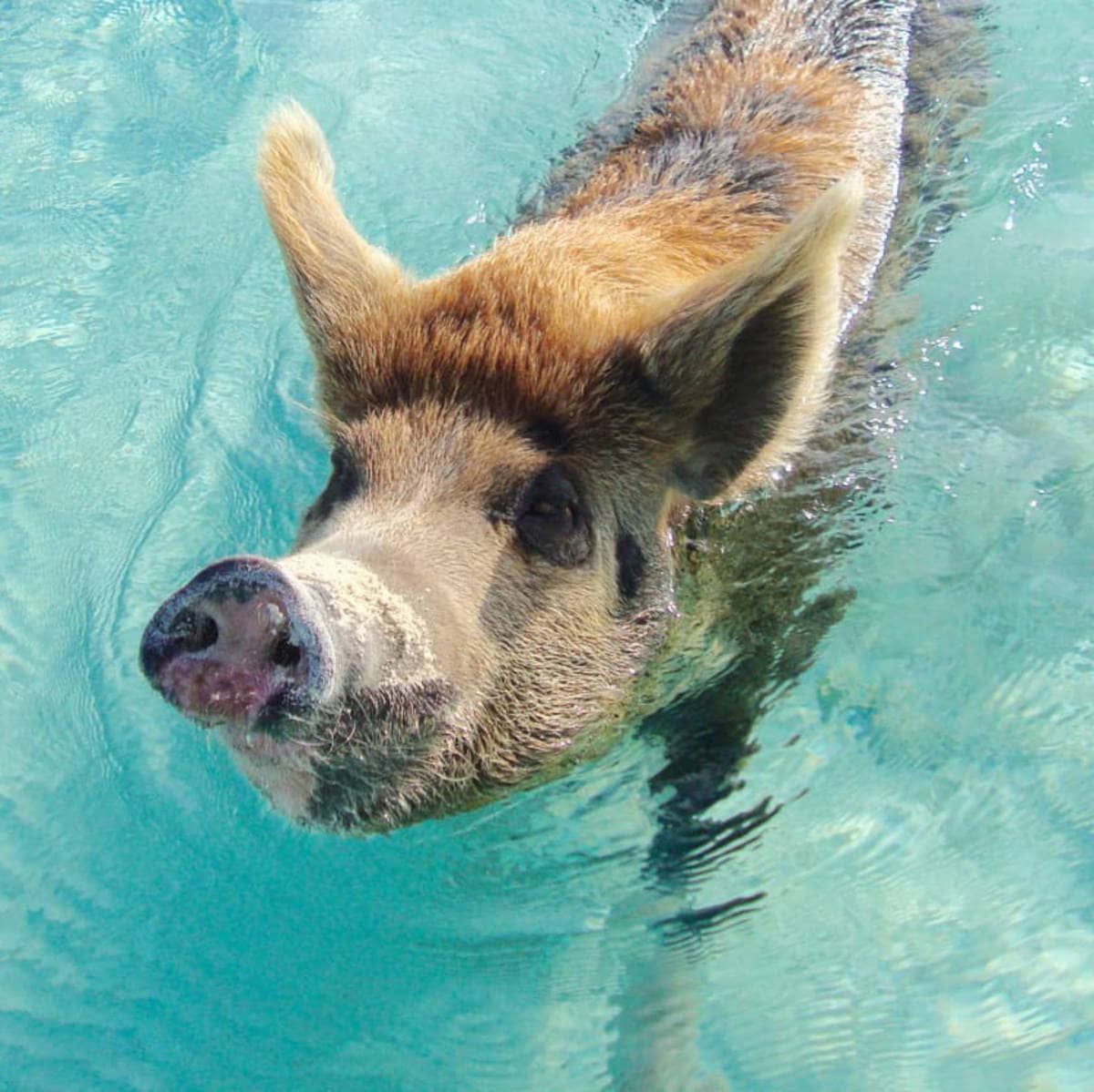 Interacting with Feral Pigs