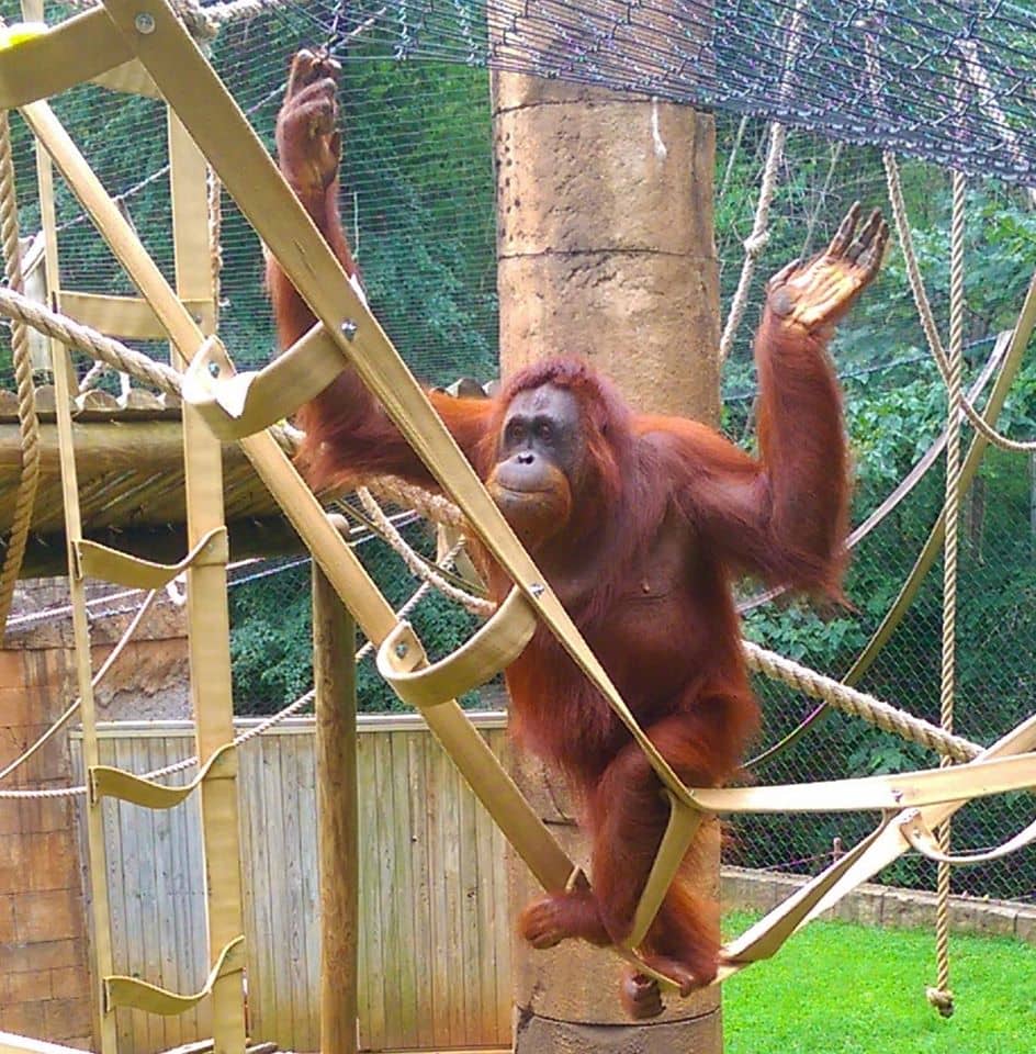 Orangutans & Monkeys