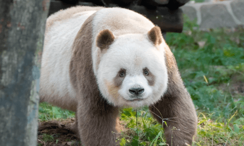 White Panda Exhibit