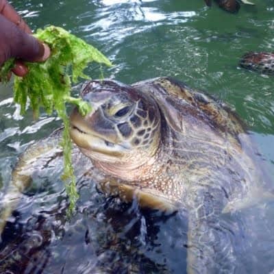 Learn About Conservation