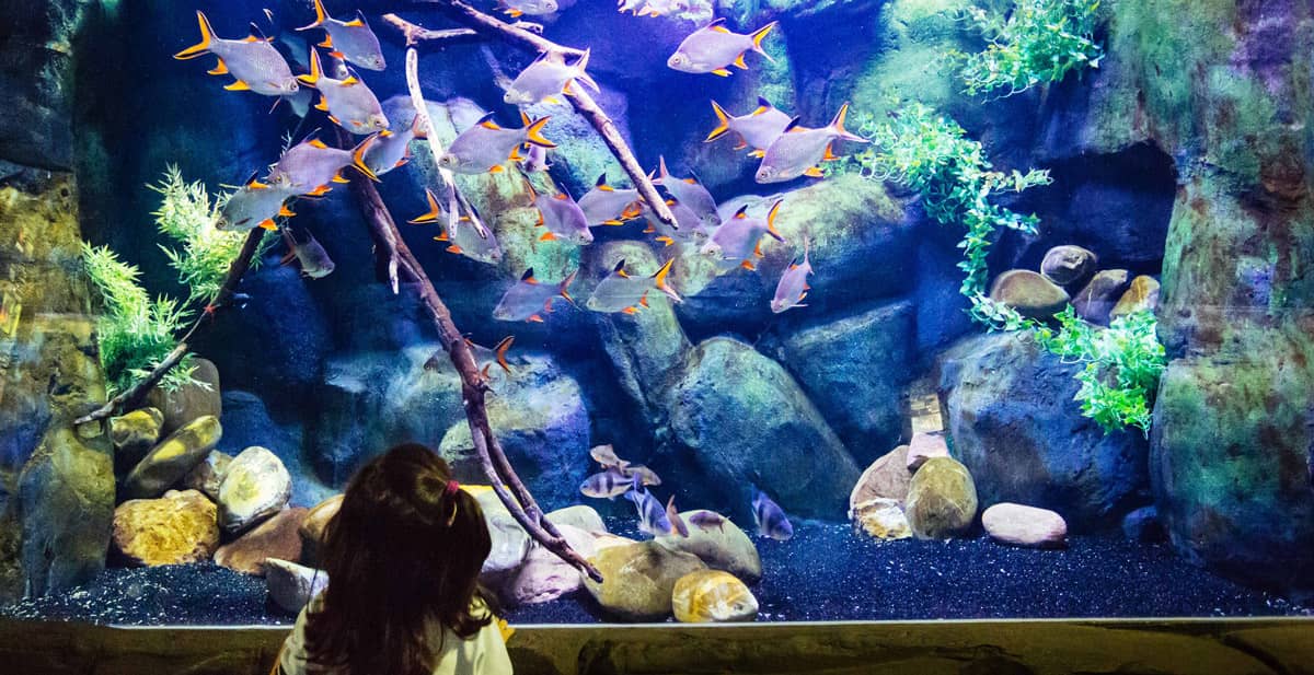 Diverse River Ecosystems