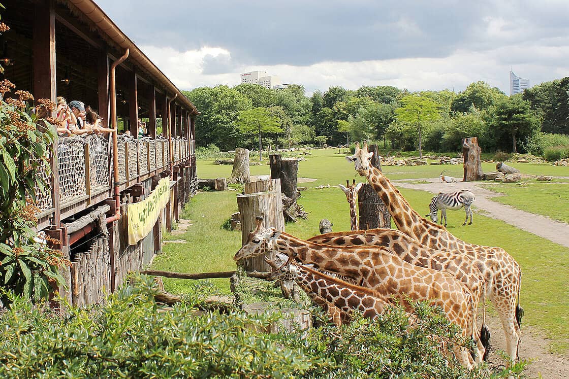 Kiwara Savannah