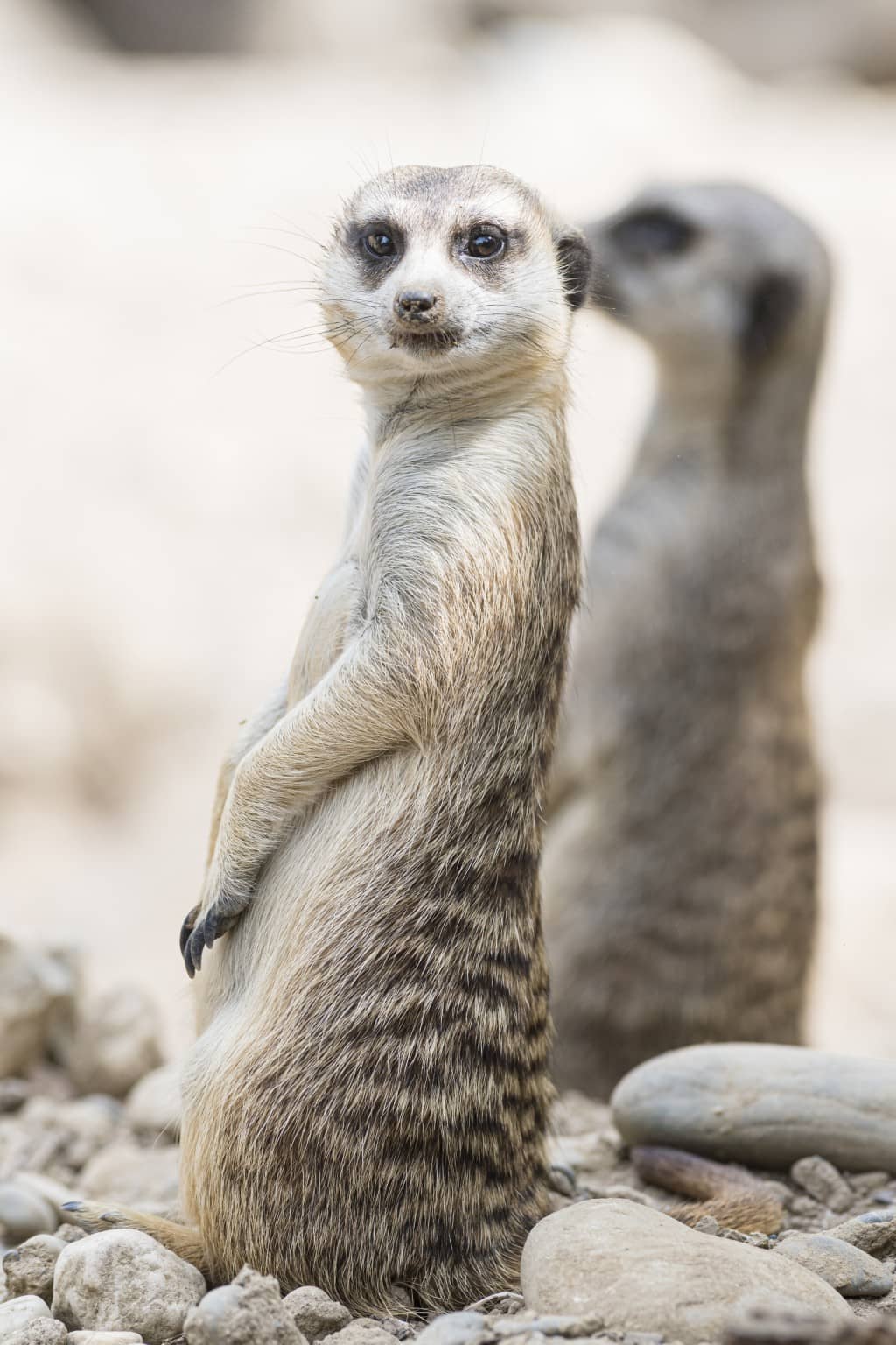 Playful Meerkats