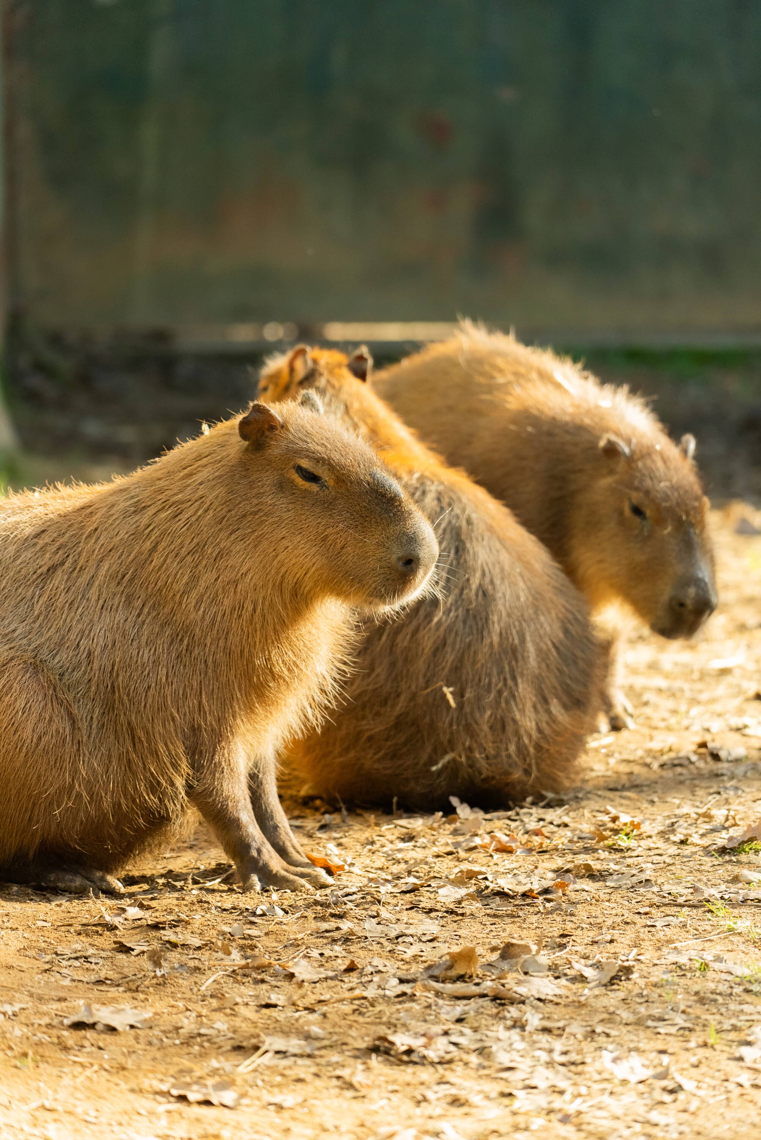 Capybara Encounters