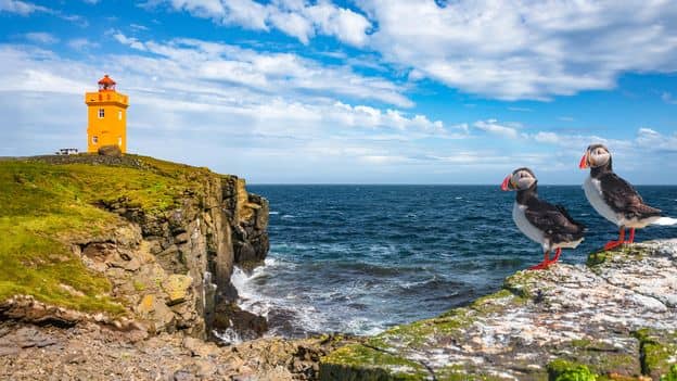 Puffin Paradise