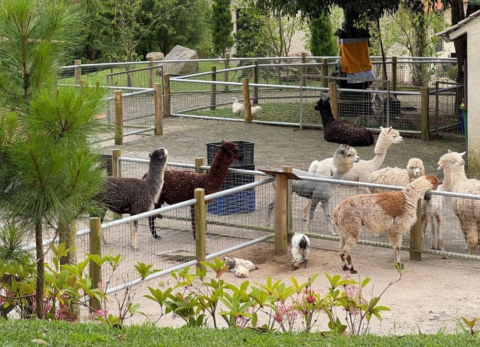 Alpaca Encounters