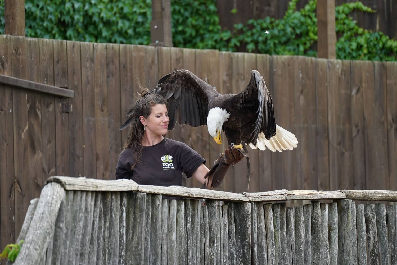 Birds of Prey Show