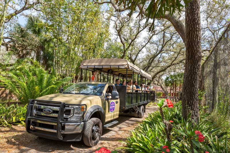 Safari Africa