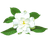The Grateful Gardenia