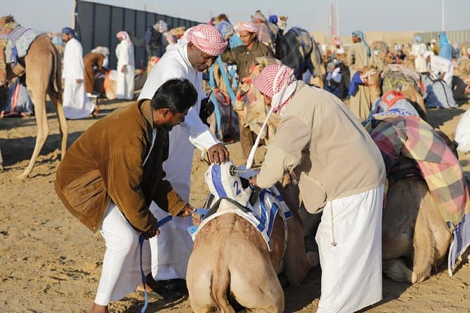 Al Dhaid Camel Race Track