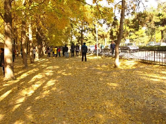 路旁的银杏大道