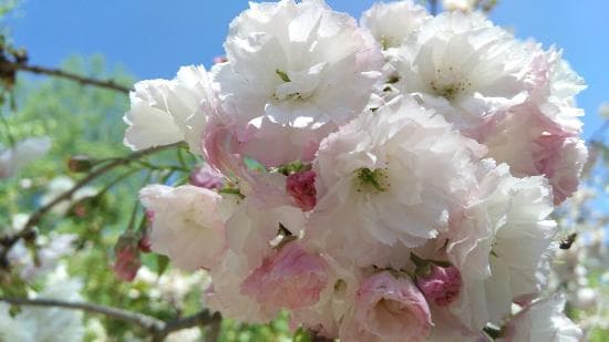 Lanzhou Botanical Garden