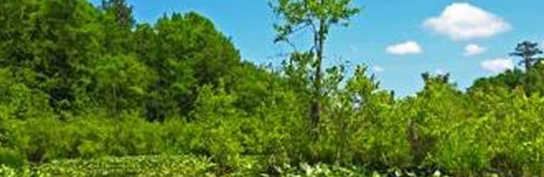 Hidden Beauty! The other side of Lake Rim