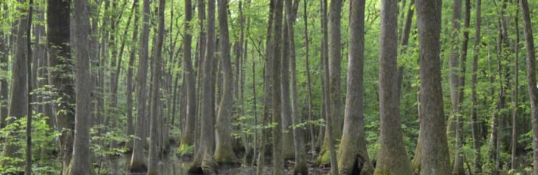 Part of Beaverdam Boardwalk.