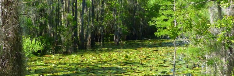 Cypress pond as seen from boardwalk at Grand Bay.