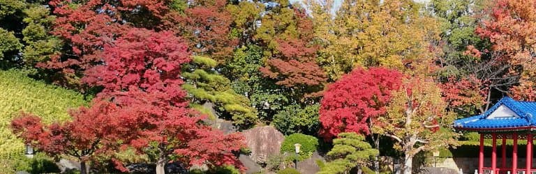magnificent view of autumn foliage