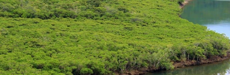 Amami Mangrove Forest