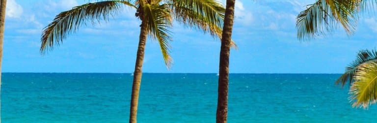 palm trees and ocean