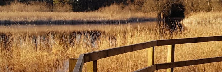 Walkway around the pond
