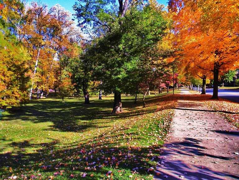     CENTRAL PARK  SIDEWALK AT LEXINGTON AVE                                          PHOTOGRAPHER :   DEBBI HURTT CAUDILL    ASHLAND KY. 