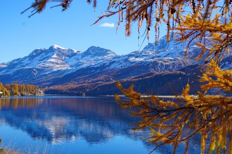 Yellow larches on Silvaplana lake