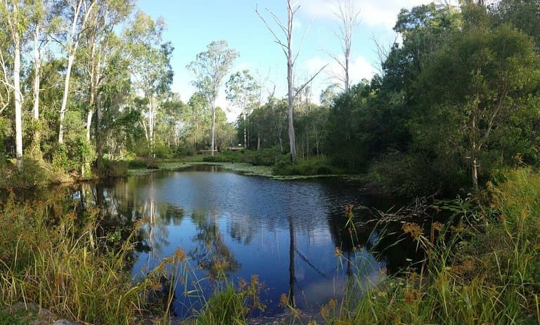 Lake in Capalaba Regional Park