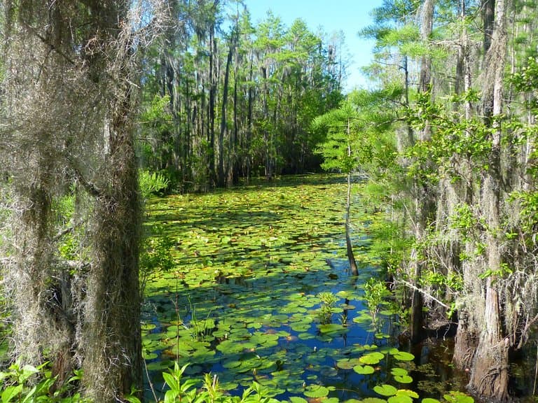 Cypress pond as seen from boardwalk at Grand Bay.