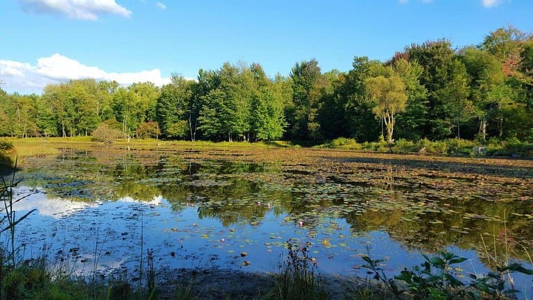 Reinstein Woods Nature Preserve