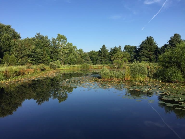 Conveniently placed benches allow you to enjoy the activity on the pond.
