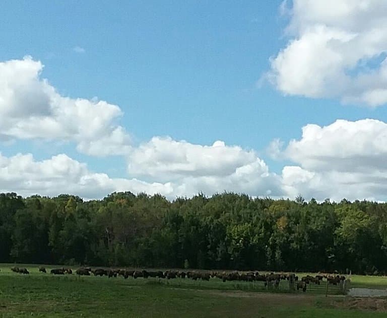 Buffalo Herd Overlook