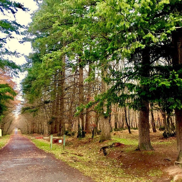 Une entrée dans la plus grande forêt du département et la 4ème par la taille de la région Nouvel