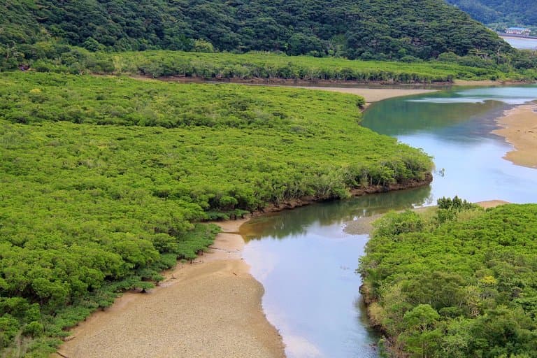Amami Mangrove Forest