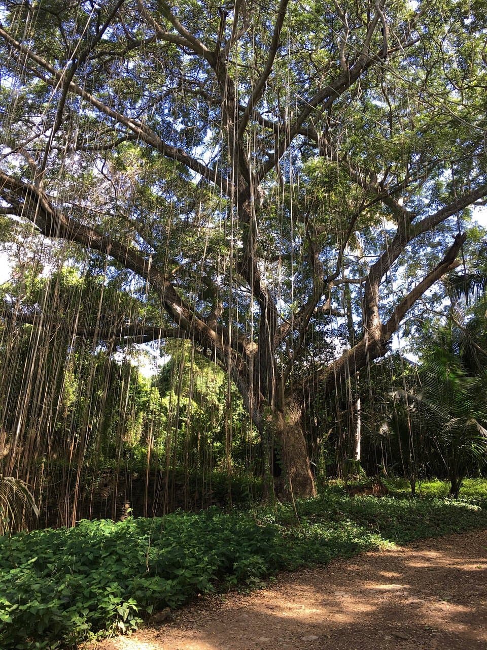 Mahogany Road Scenic Drive